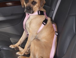 pet-protection, pet-driving-tips,